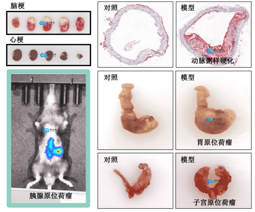 動物模型